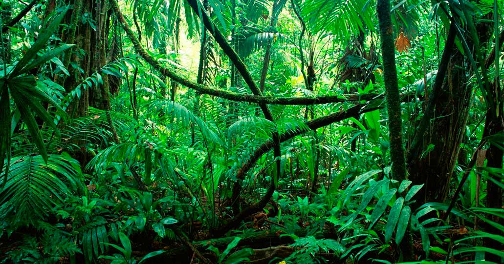 Todo suena en la selva amazónica